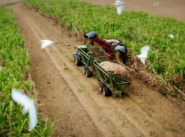 Nobis destaca en procesos de economía circular con la cosecha de caña a través de su Unidad de Negocio Agroindustrial