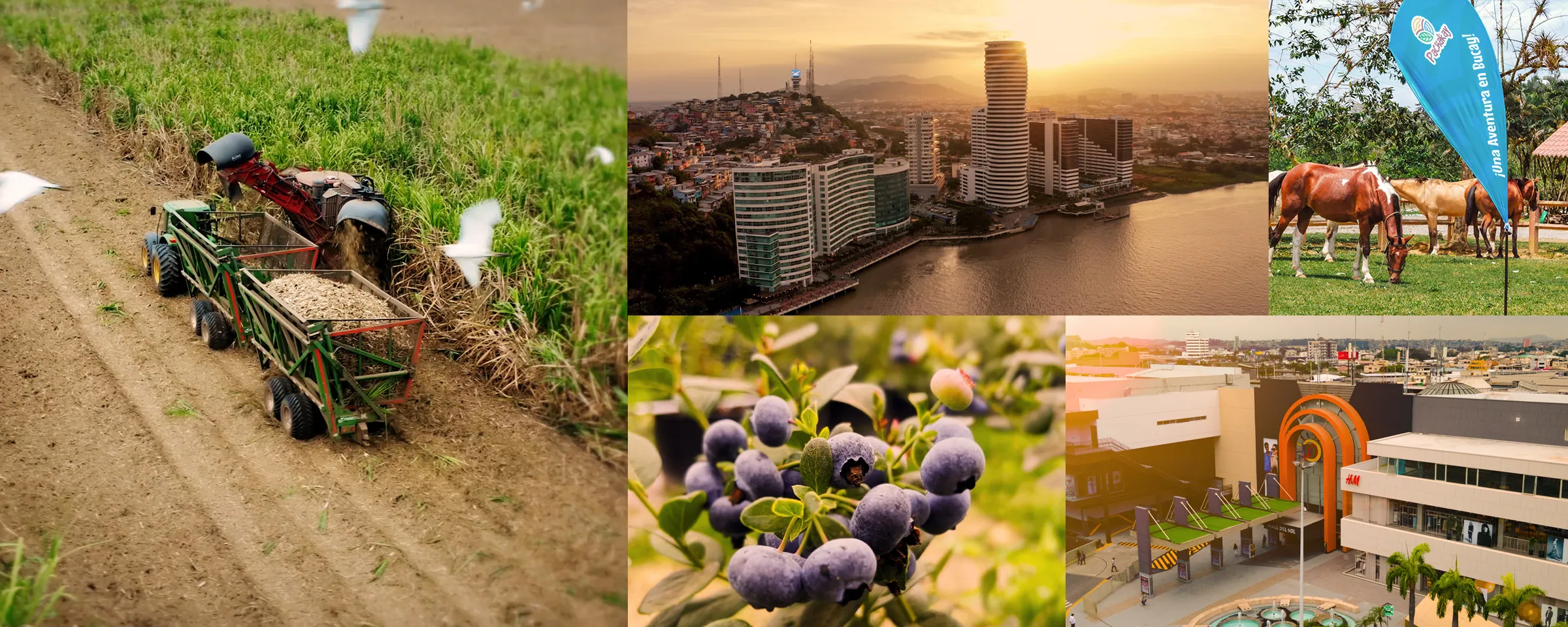 BANNER_Collage_Pag_Inicio_Nobis